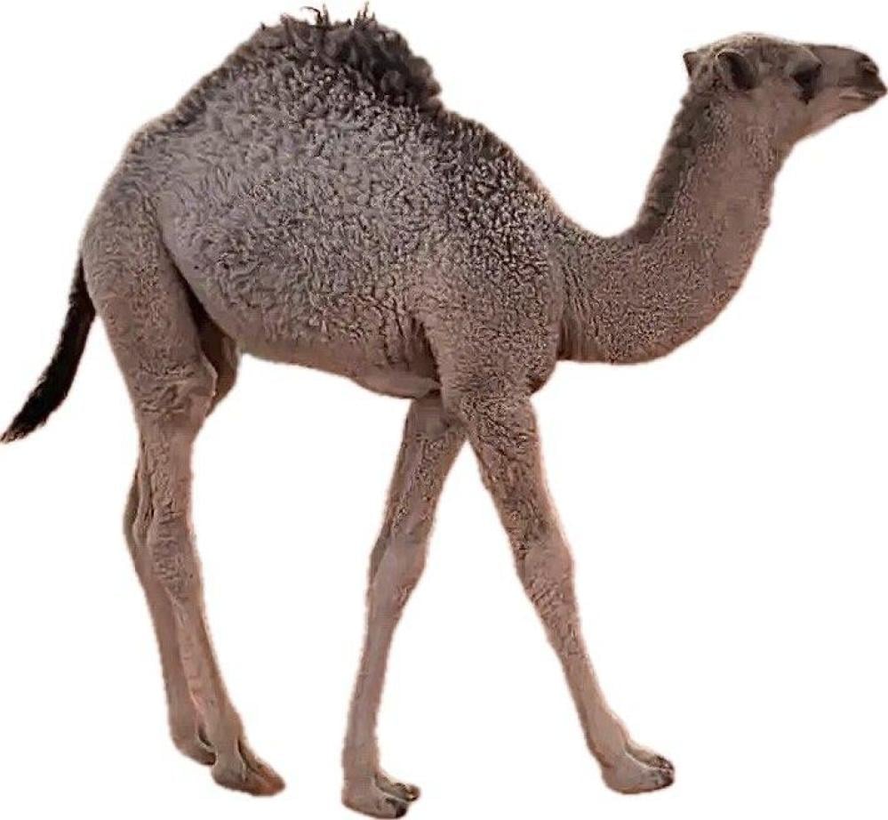 حوار كامل